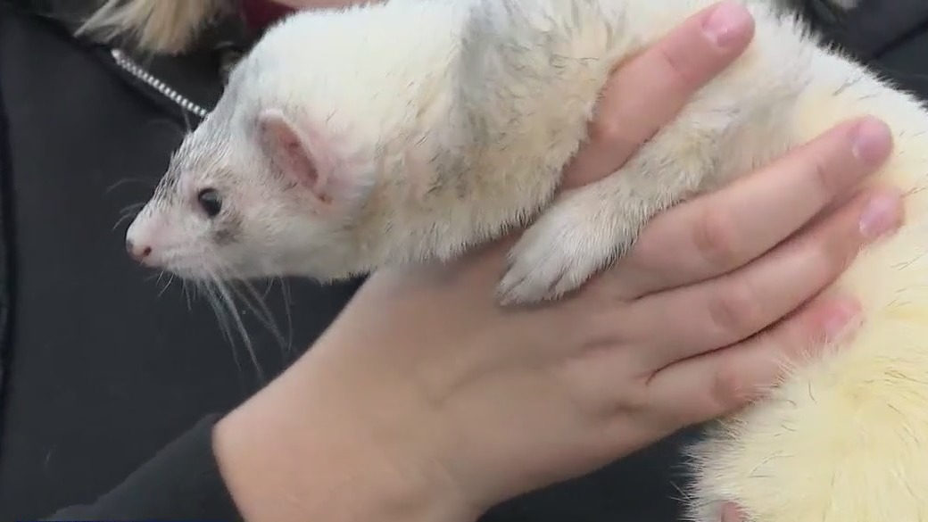 Meet an animal ambassador at Racine Zoo