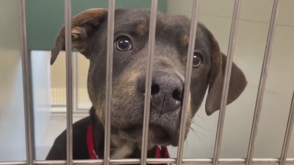 MADACC shelter over capacity