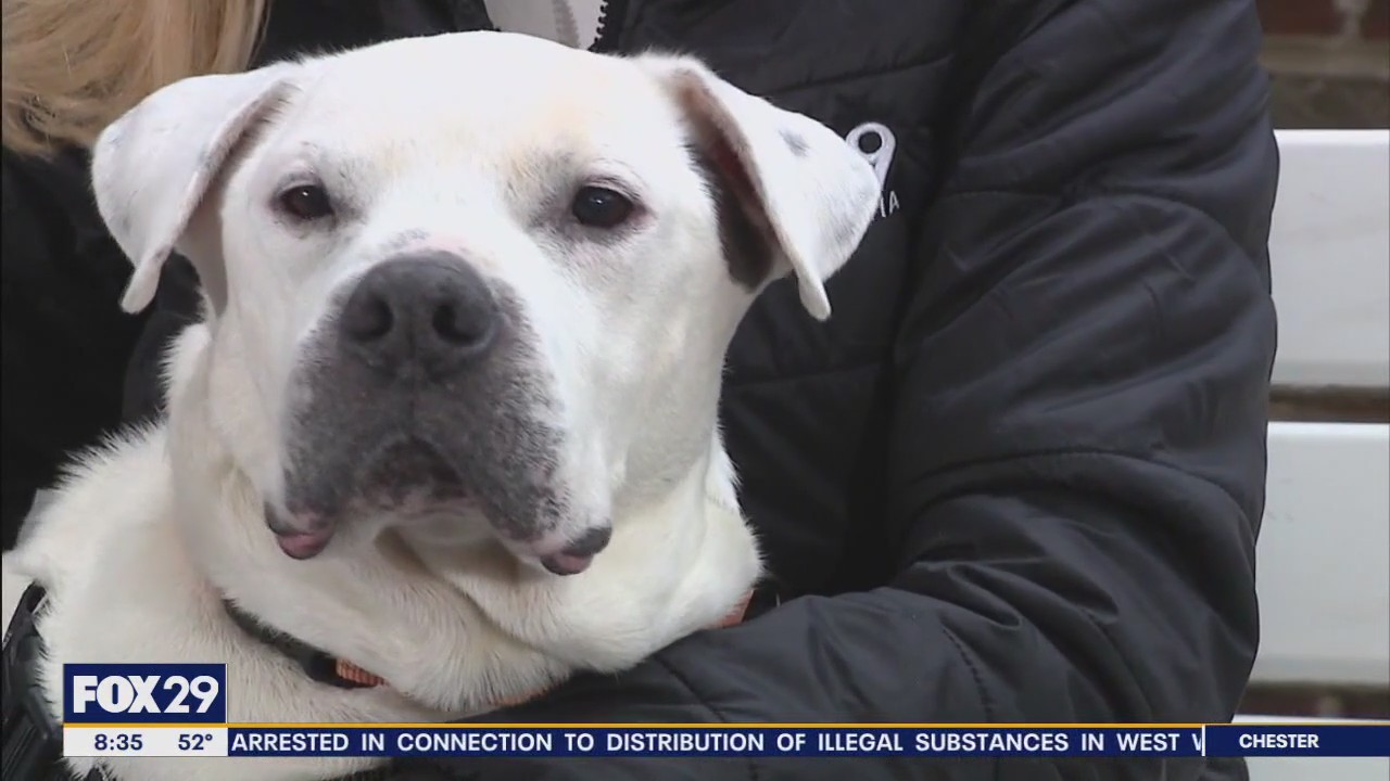 Rescue Me | Meet Earl | FOX 29 Philadelphia