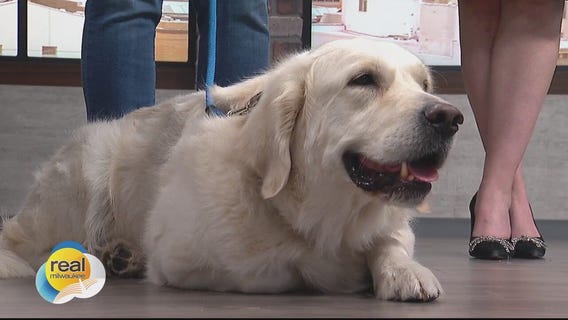 Keeping your dog safe during winter months