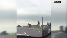 Rider helps catch horse on busy Anne Arundel County road