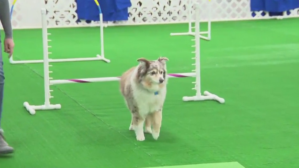 Agility training on display at Pet Expo MKE