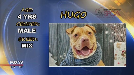 Dogs, cats searching for furever homes at Brandywine SPCA