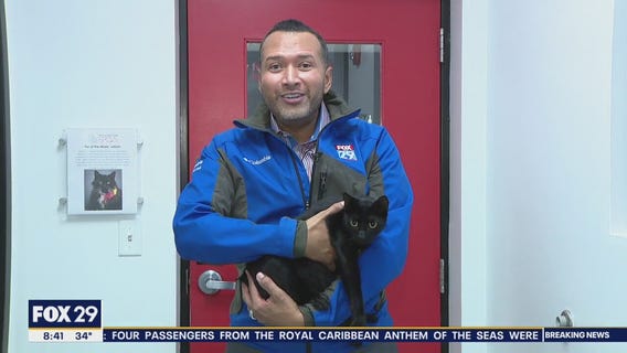 Cats, dogs seek furever homes at Brandywine Valley SPCA