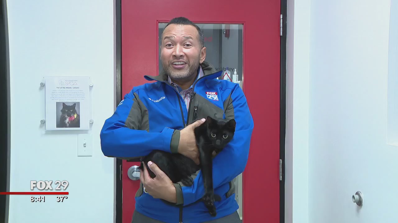 Cats, dogs seek furever homes at Brandywine Valley SPCA