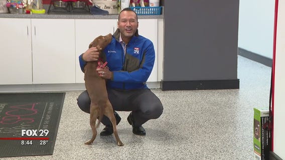 These furry friends are searching for furever homes!