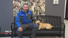 Dogs, cats searching for furever homes at Brandywine SPCA