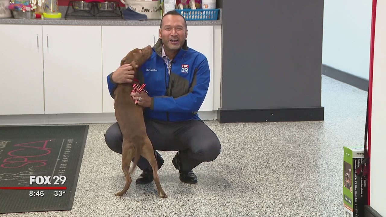 Cats, dogs seek furever homes at Brandywine Valley SPCA