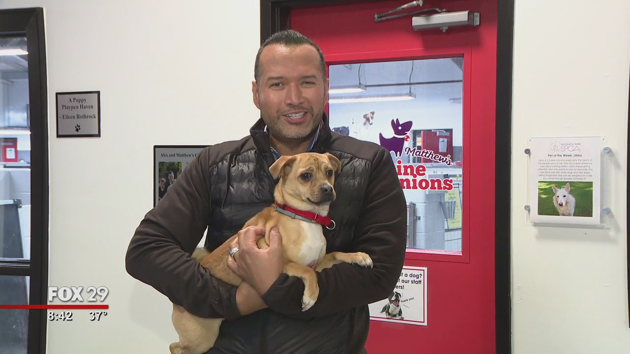 Furry friends seek furever homes at Brandywine SPCA