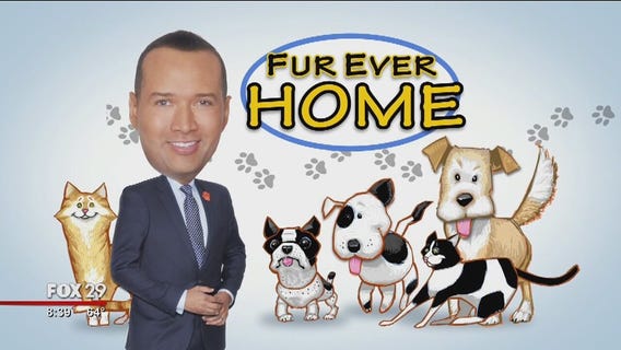 Dogs, cats search for furever homes at Brandywine Valley SPCA