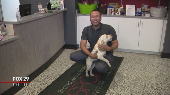 Dogs, cats looking for furever homes at Brandywine Valley SPCA