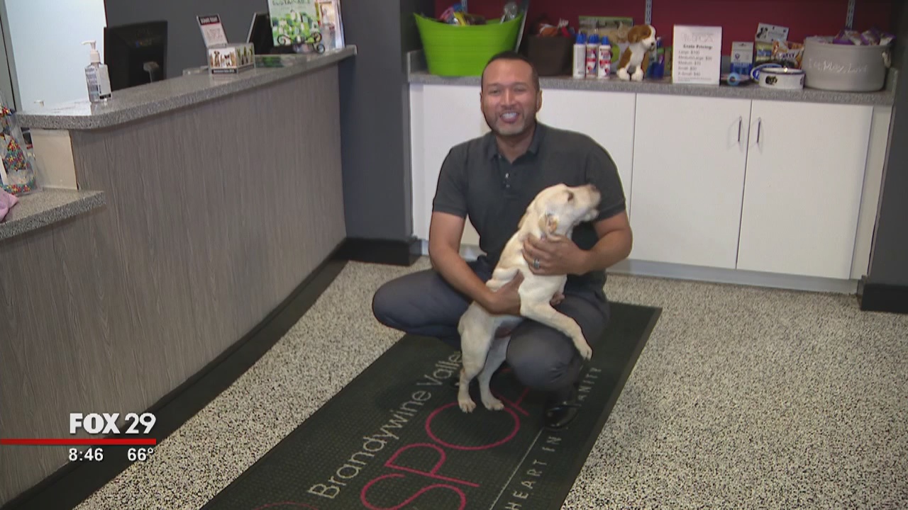 Dogs, cats looking for furever homes at Brandywine Valley SPCA