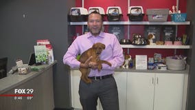 Dogs, cats search for furever homes at Brandywine Valley SPCA