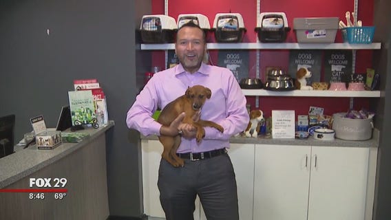 Dogs, cats search for furever homes at Brandywine Valley SPCA