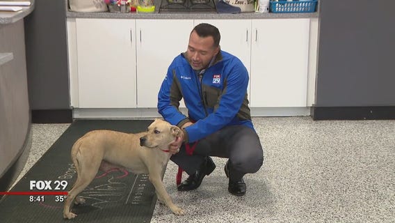 Dogs, cats seek furever homes at Brandywine Valley SPCA