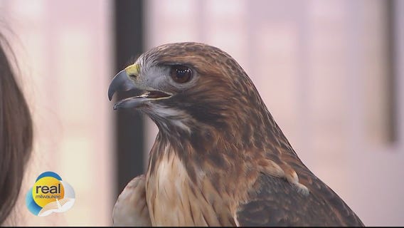 Meet Sky Walker! Schlitz Audubon's Red-Tailed Hawk