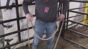 Pro Bull Riding: flanking the bull