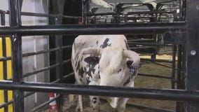 Meeting the bulls at PBR: Unleash the Beast