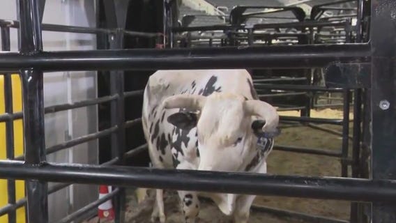 Meeting the bulls at PBR: Unleash the Beast