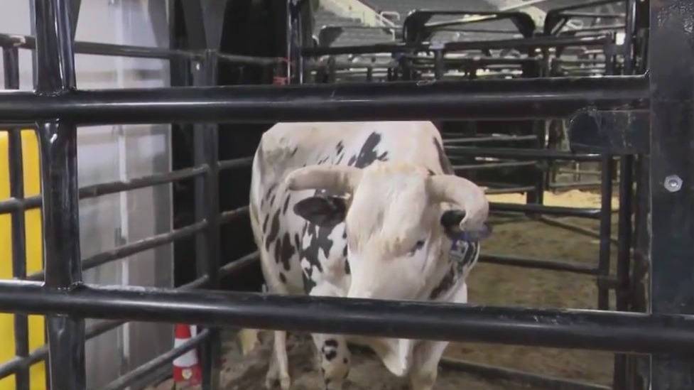 Meeting the bulls at PBR: Unleash the Beast