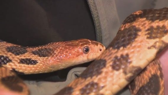 Caring for other animals