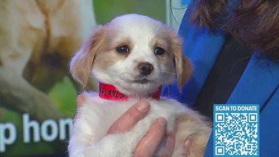 Adopt a dog or cat today!