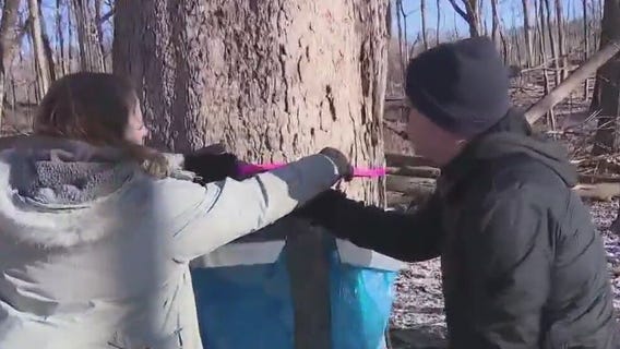 Identifying Sugar Maple