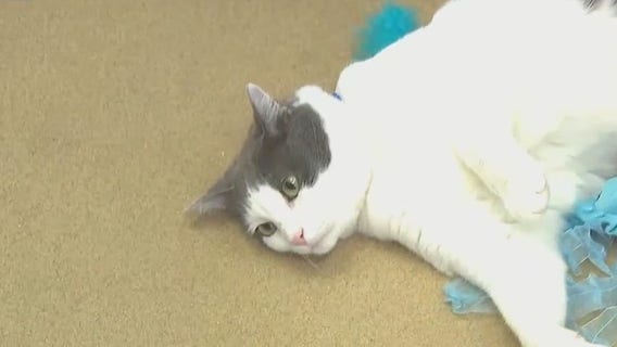 WHS 'Royal Cat Hotel'