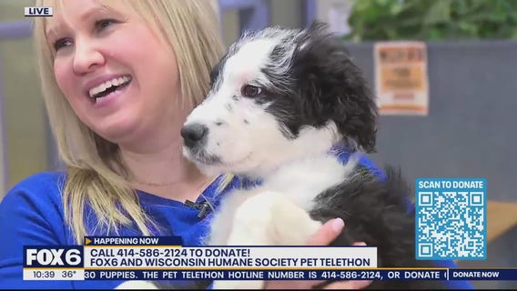 Wisconsin Humane Society dog town