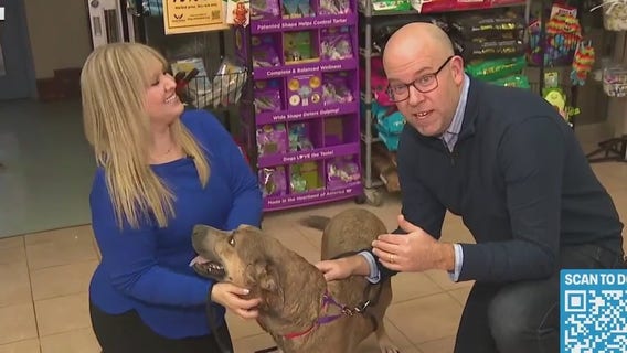 Wisconsin Humane Society: Fostering