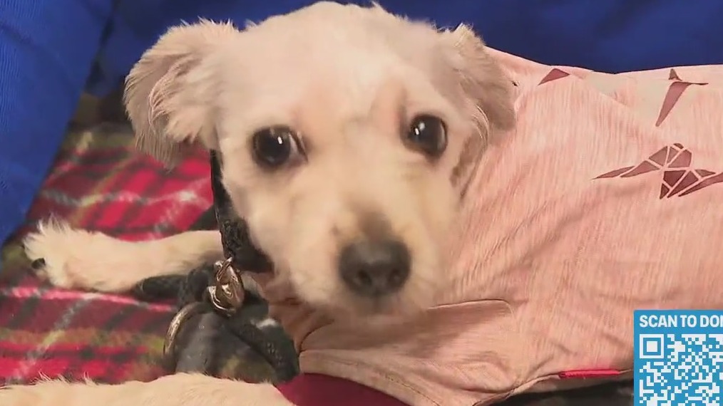 Taking in pets with special needs