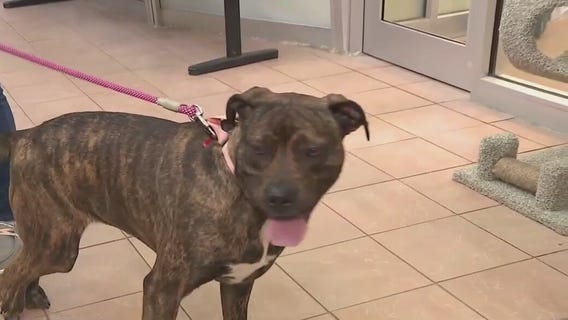 Wisconsin Humane Society: Bella's story