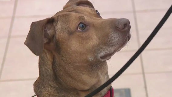 Puppy classes at the Wisconsin Humane Society