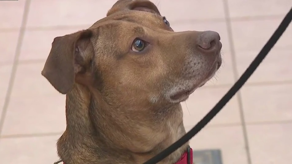 Puppy classes at the Wisconsin Humane Society
