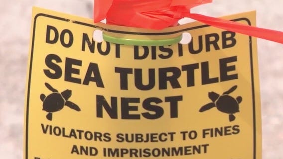 Sea turtle gender imbalance alarms biologists