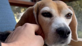 Blind beagle 'rescued' from puppy mill thrives