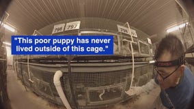 Wisconsin puppy mill could face criminal charges