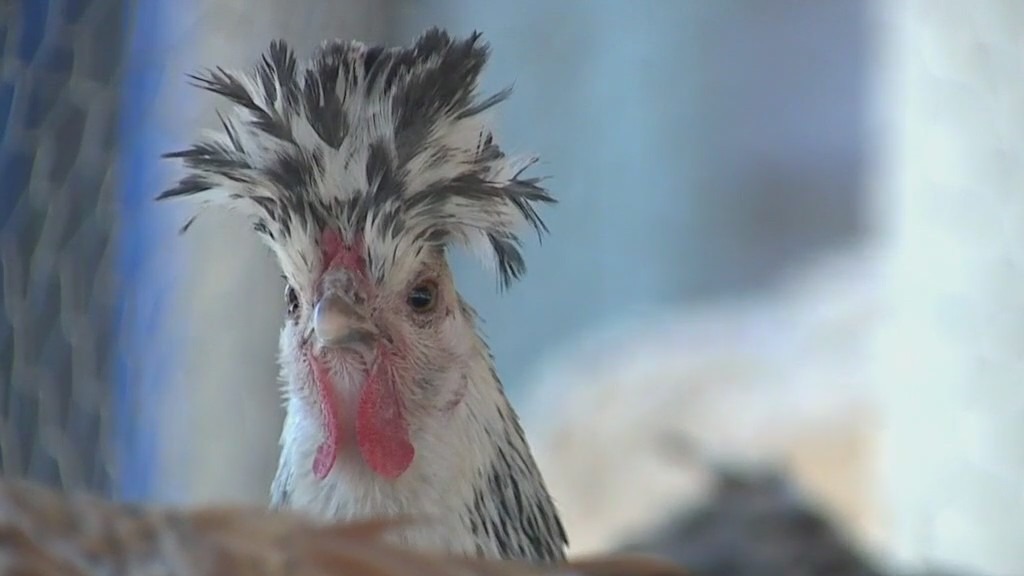 Bill to allow backyard chickens