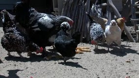 FOX6 Noticias: Actualizaci?n Diaria (March 20)