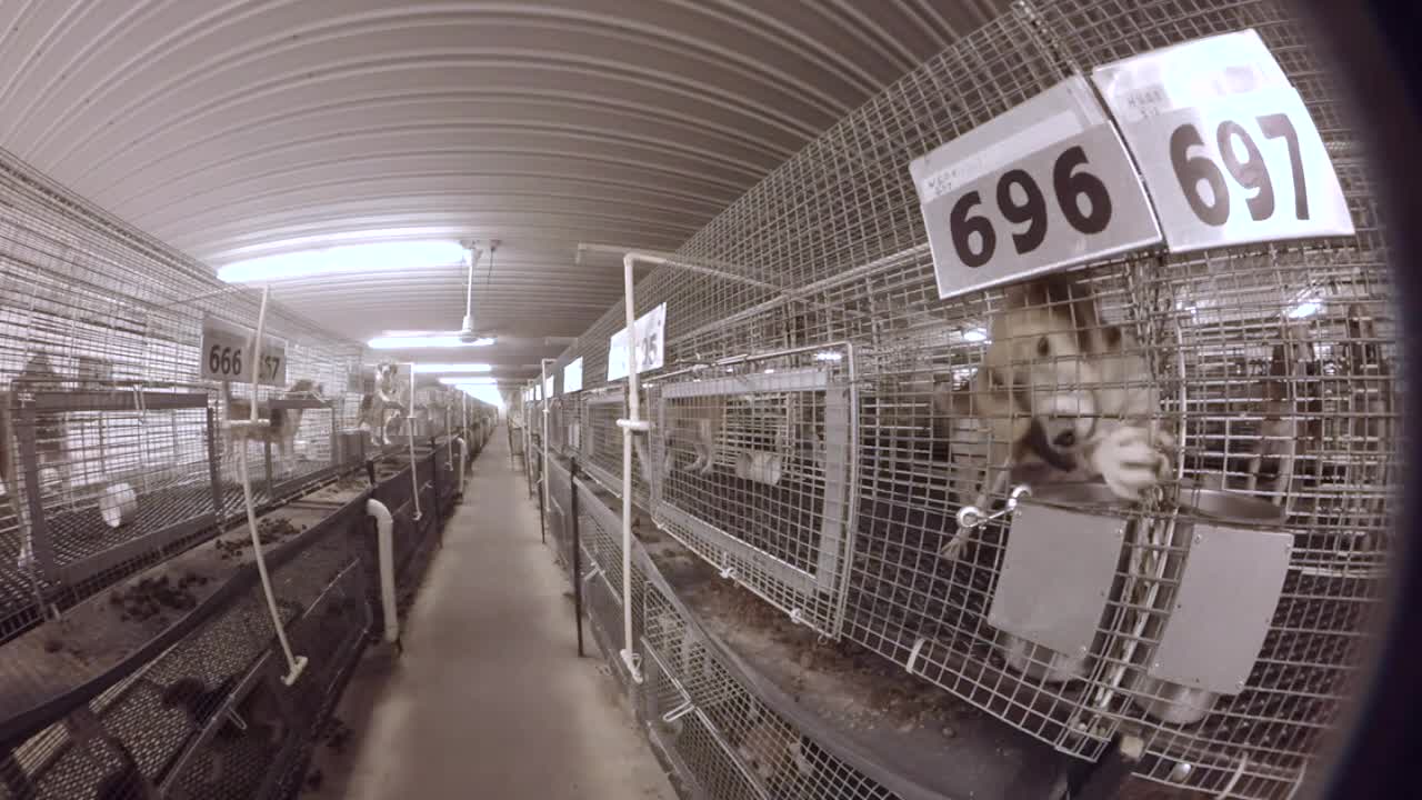 Episode 359: Bred for the Lab