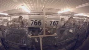 Wisconsin puppy mill beagles suffer for human drug research