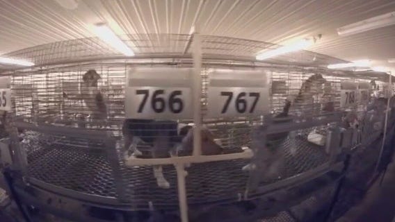 Wisconsin puppy mill beagles suffer for human drug research