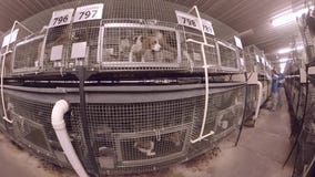 Wisconsin puppy mill customer defends research