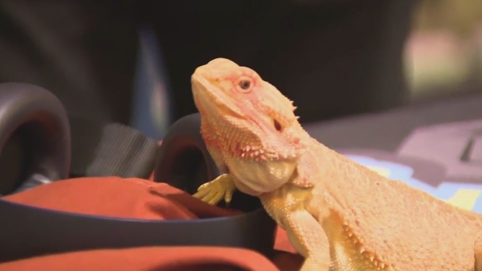 Tabletop gaming at the Midwest Gaming Classic