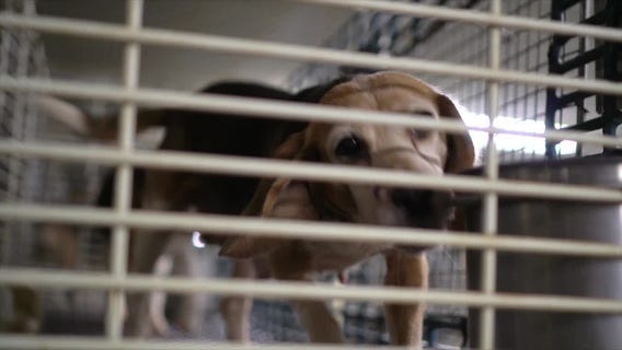 Investigation into Wisconsin puppy mill; who is buying dogs