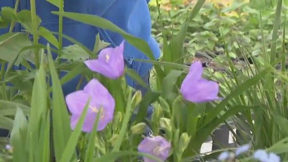 No shortage of perennials