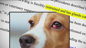 Ridglan Farms sues, accusing nonprofit of trying to destroy business