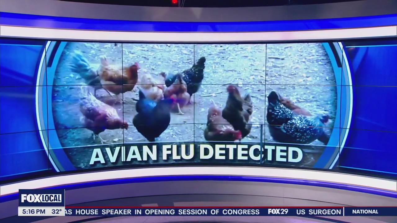 First positive case of bird flu in Delaware announced