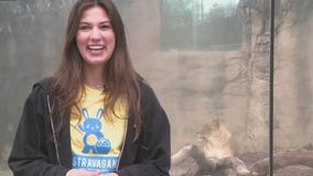 The Great Cat Canyon at the Racine Zoo