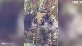 VIDEO: Large alligators eats smaller alligator in Florida